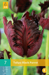 Karta - Tulipán - Black Parrot (7 cibulí) "B"