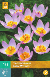 Karta - Tulipán - Bakeri Lilac Wonder (10 cibulí) "B"