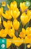 Karta - Krokus - Golden Yellow (10 cibulí) "C"