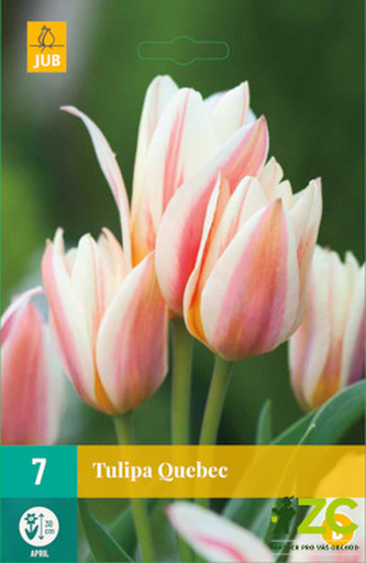 Karta - Tulipán - Quebec (7 cibulí) "B"