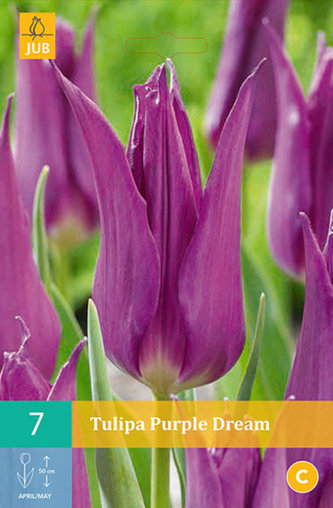 Karta - Tulipán - Purple Dream (7 cibulí) "B"