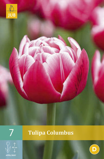 Karta - Tulipán - Columbus (7 cibulí) "B"