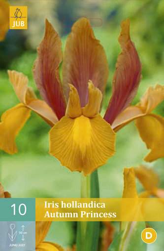 Karta - Kosatec - Iris Hollandica Autumn Princes (10 cibulí) "B"