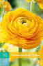 Karta - Pryskyřník - Ranunculus Yellow (10 cibulí) "B"
