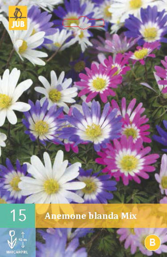 Karta - Sasanka - Anemone Blanda Mix (15 cibulí) "B"