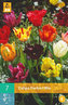 Karta - Tulipán - Parrot Mix (7 cibulí) "C"