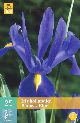 Karta - Kosatec - Iris Hollandica Blue (25 cibulí) "B"