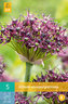 Karta - Česnek - Allium Atropurpureum (5 cibulí) "B"