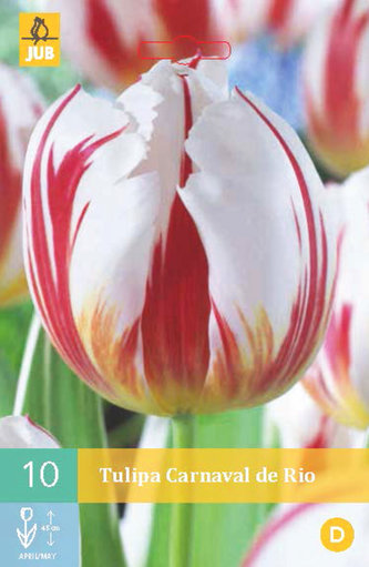 Karta - Tulipán - Carnaval de Rio (10 cibulí) "C"