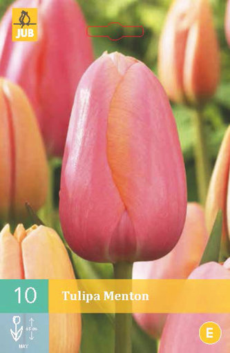 Karta - Tulipán - Menton (10 cibulí) "C"