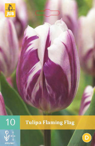 Karta - Tulipán - Flaming Flag (10 cibulí) "C"
