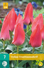 Karta - Tulipán - Trauttmansdorff (7 cibulí) "C"