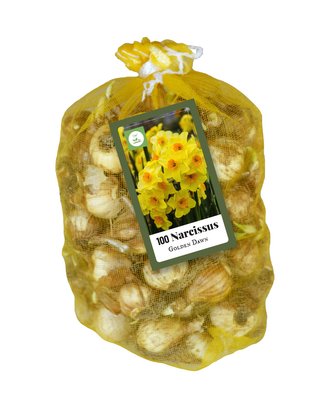 Síťka - XXL - Narcis Golden Dawn (80 cibulí)
