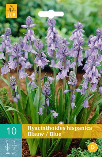 Karta - Hyacintovec - Hispanica Blue (10 cibulí) "C"