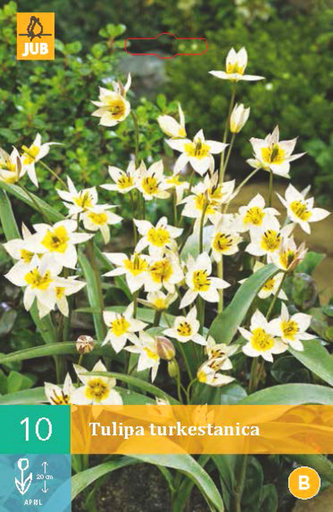 Karta - Tulipán - Turkestanica (10 cibulí) "B"