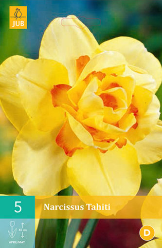 Karta - Narcis - Tahiti (5 cibulí) "B"