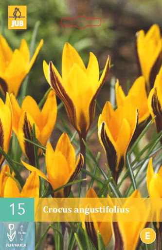 Karta - Krokus - Angustifolius (15 cibulí) "C"