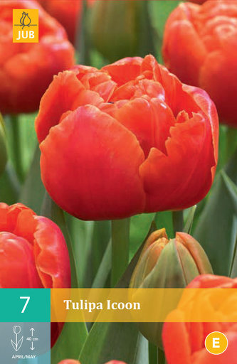 Karta - Tulipán - Icoon (7 cibulí) "C"