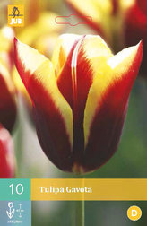 Karta - Tulipán - Gavota (7 cibulí) "C"