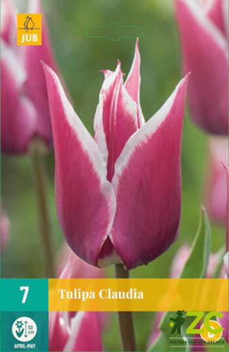 Karta - Tulipán - Claudia (7 cibulí) "B"