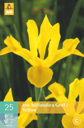 Karta - Kosatec - Iris Hollandica Yellow (25 cibulí) "B"