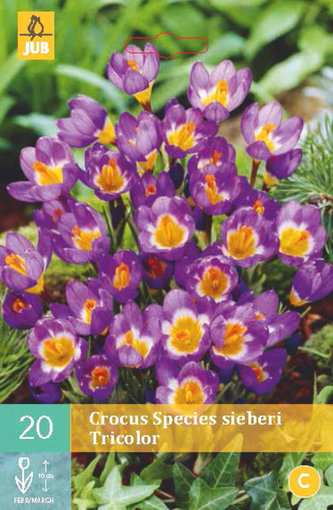 Karta - Krokus - Sieberi Tricolor (15 cibulí) "B"