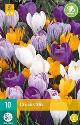 Karta - Krokus - Large Flowering Mix (10 cibulí) "C"