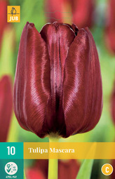 Karta - Tulipán - Mascara (10 cibulí) "C"