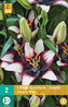 Karta - Lilie - Asiatic Black/White (2 cibule) "C"