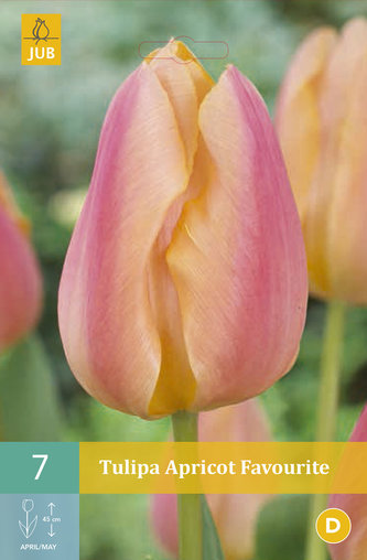 Karta - Tulipán - Apricot Favourite (7 cibulí) "B"