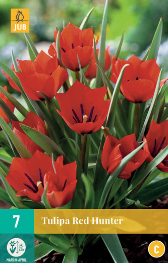 Karta - Tulipán - Red Hunter (7 cibulí) "C"