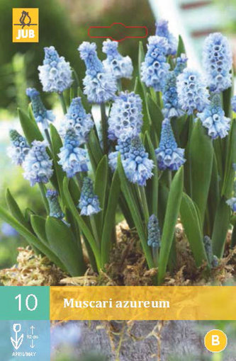 Karta - Modřenec - Muscari Azureum (10 cibulí) "A"