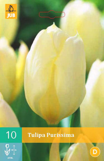 Karta - Tulipán - Purissima (10 cibulí) "C"
