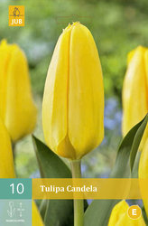 Karta - Tulipán - Candela (10 cibulí) "C"