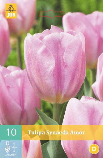 Karta - Tulipán - Synaeda Amor (10 cibulí) "C"