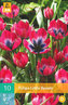 Karta - Tulipán - Little Beauty (10 cibulí) "B"