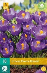 Karta - Krokus - Flower Record (10 cibulí) "C"