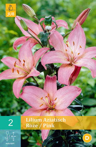 Karta - Lilie - Asiatic Pink (2 cibule) "B"