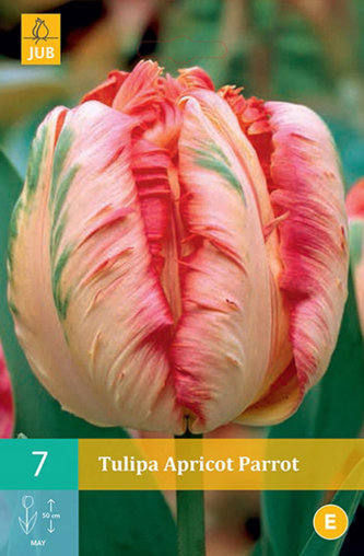 Karta - Tulipán - Apricot Parrot (7 cibulí) "C"