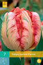 Karta - Tulipán - Apricot Parrot (7 cibulí) "C"