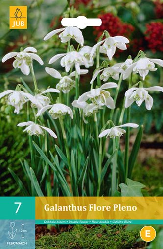 Karta - Sněženka - Galanthus Flore Pleno (7 cibulí) "C"