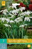 Karta - Sněženka - Galanthus Flore Pleno (7 cibulí) "C"