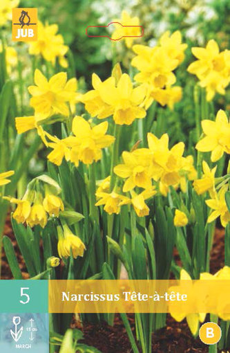 Karta - Narcis - Tete a Tete (5 cibulí) "B"