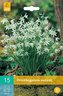 Karta - Snědek - Ornithogalum Nutans (15 cibulí) "B"