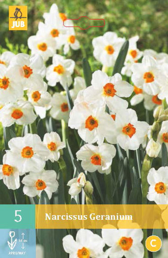 Karta - Narcis - Geranium (5 cibulí) "B"