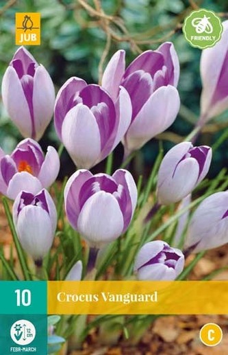 Karta - Krokus - Vanguard (10 cibulí) "C"