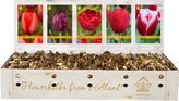 Box - Tulipán Red (350 cibulí)