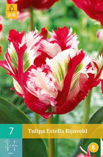Karta - Tulipán - Estella Rijnveld (7 cibulí) "C"