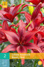 Karta - Lilie - Asiatic Red (2 cibule) "B"