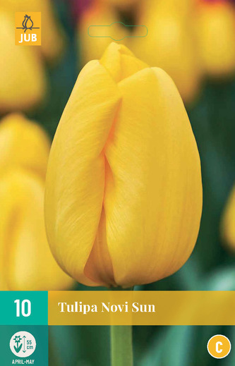 Karta - Tulipán - Novi Sun (10 cibulí) "C"